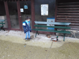Max chasing the ducks at the Antwerp Zoo