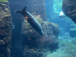 Harbor Seals under water at the Vriesland building at the Antwerp Zoo