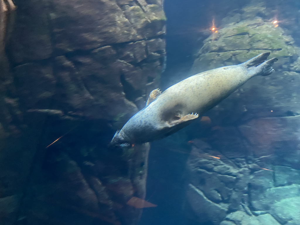 Harbor Seal under water at the Vriesland building at the Antwerp Zoo