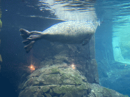 Harbor Seal under water at the Vriesland building at the Antwerp Zoo