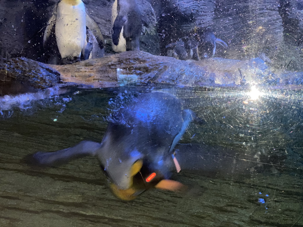 King Penguins and Macaroni Penguins at the Vriesland building at the Antwerp Zoo
