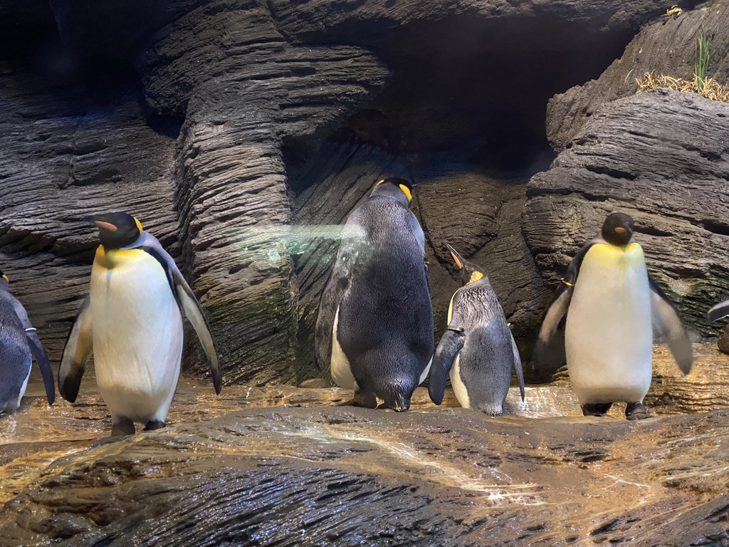 King Penguins at the Vriesland building at the Antwerp Zoo