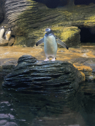 Gentoo Penguins at the Vriesland building at the Antwerp Zoo