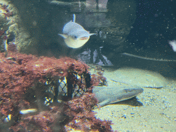 Shark and other fishes at the Aquarium of the Antwerp Zoo