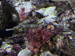 Trumpetfishes at the Aquarium of the Antwerp Zoo