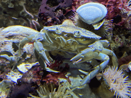 Crab at the Aquarium of the Antwerp Zoo