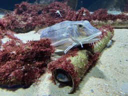 Fishes at the Aquarium of the Antwerp Zoo