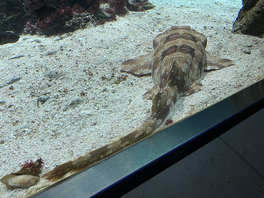 Shark at the Aquarium of the Antwerp Zoo