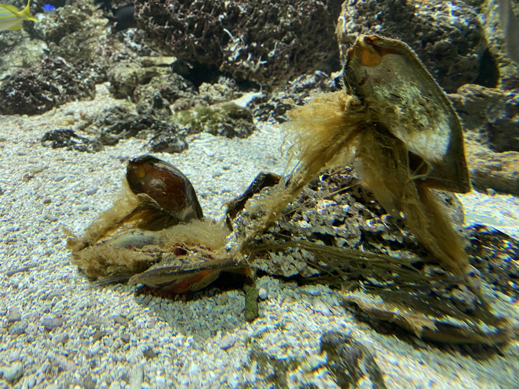 Shark eggs at the Aquarium of the Antwerp Zoo