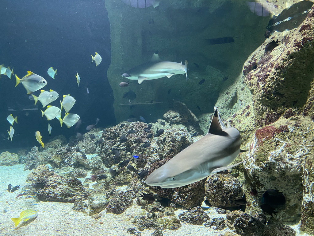 Sharks and other fishes at the Aquarium of the Antwerp Zoo