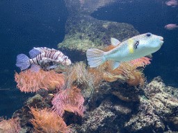 Lionfish and Pufferfish at the Aquarium of the Antwerp Zoo