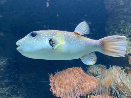 Pufferfish at the Aquarium of the Antwerp Zoo