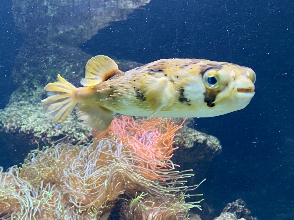 Pufferfish at the Aquarium of the Antwerp Zoo