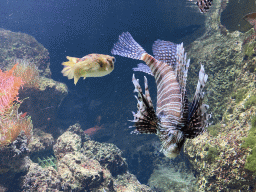 Pufferfish and Lionfish at the Aquarium of the Antwerp Zoo