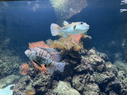 Lionfish and Pufferfish at the Aquarium of the Antwerp Zoo