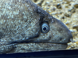 Head of a Moray Eel at the Aquarium of the Antwerp Zoo