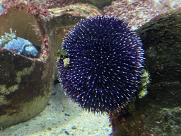 Sea Urchin at the Aquarium of the Antwerp Zoo