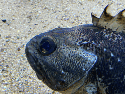 Head of a fish at the Aquarium of the Antwerp Zoo