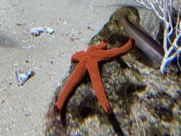 Starfish and other fish at the Aquarium of the Antwerp Zoo