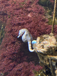 Seahorse at the Aquarium of the Antwerp Zoo