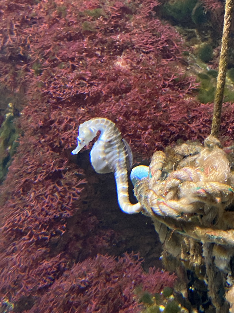 Seahorse at the Aquarium of the Antwerp Zoo