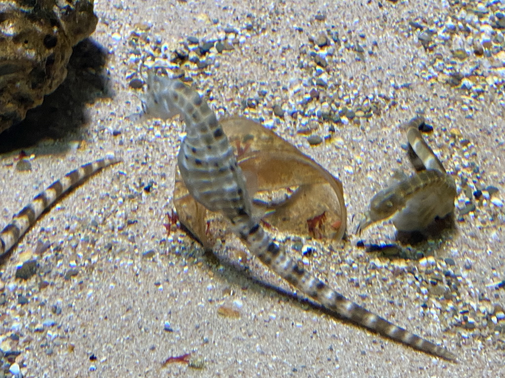 Seahorses at the Aquarium of the Antwerp Zoo