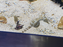 Seahorses at the Aquarium of the Antwerp Zoo