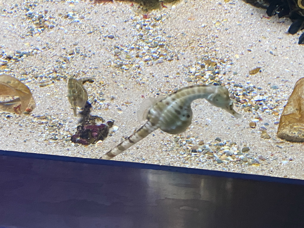 Seahorses at the Aquarium of the Antwerp Zoo