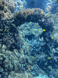 Fishes and coral at the Reef Aquarium at the Aquarium of the Antwerp Zoo