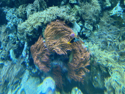 Fishes and coral at the Reef Aquarium at the Aquarium of the Antwerp Zoo