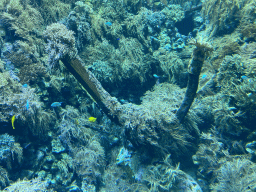 Fish, coral and a ship wreck at the Reef Aquarium at the Aquarium of the Antwerp Zoo