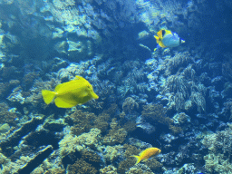 Fishes and coral at the Reef Aquarium at the Aquarium of the Antwerp Zoo
