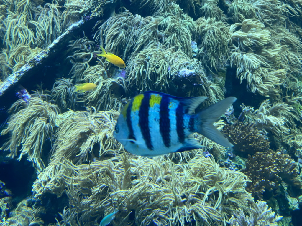 Fishes and coral at the Reef Aquarium at the Aquarium of the Antwerp Zoo