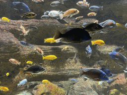 Fishes at the Aquarium of the Antwerp Zoo