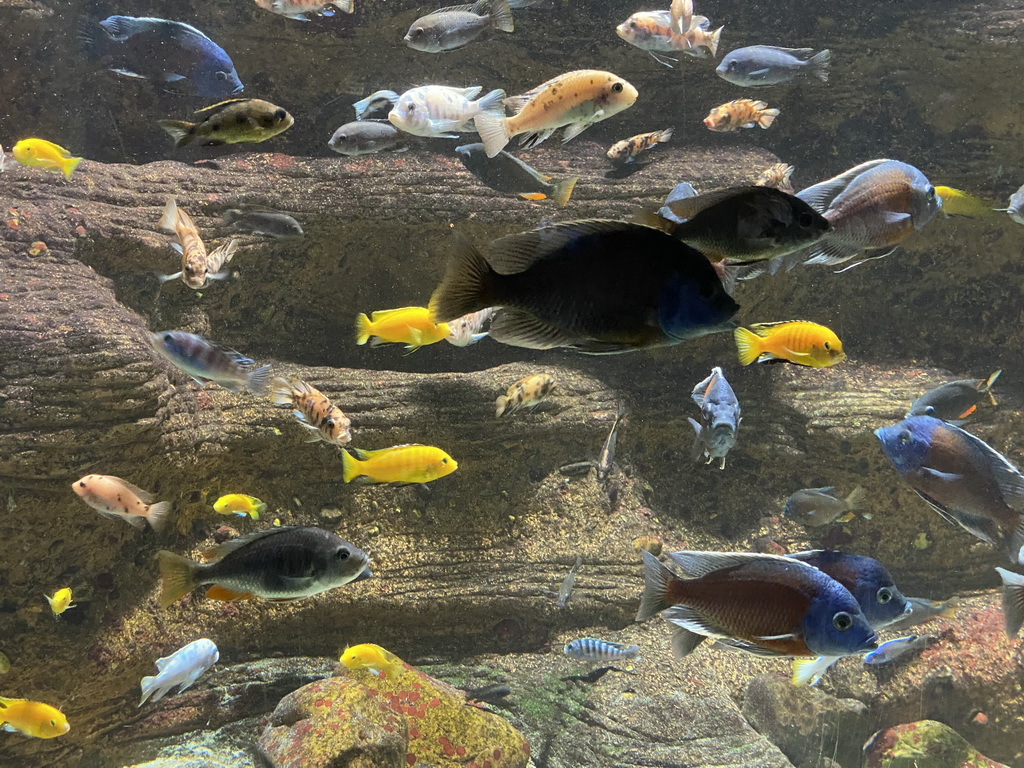 Fishes at the Aquarium of the Antwerp Zoo