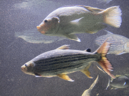 Fishes at the Aquarium of the Antwerp Zoo