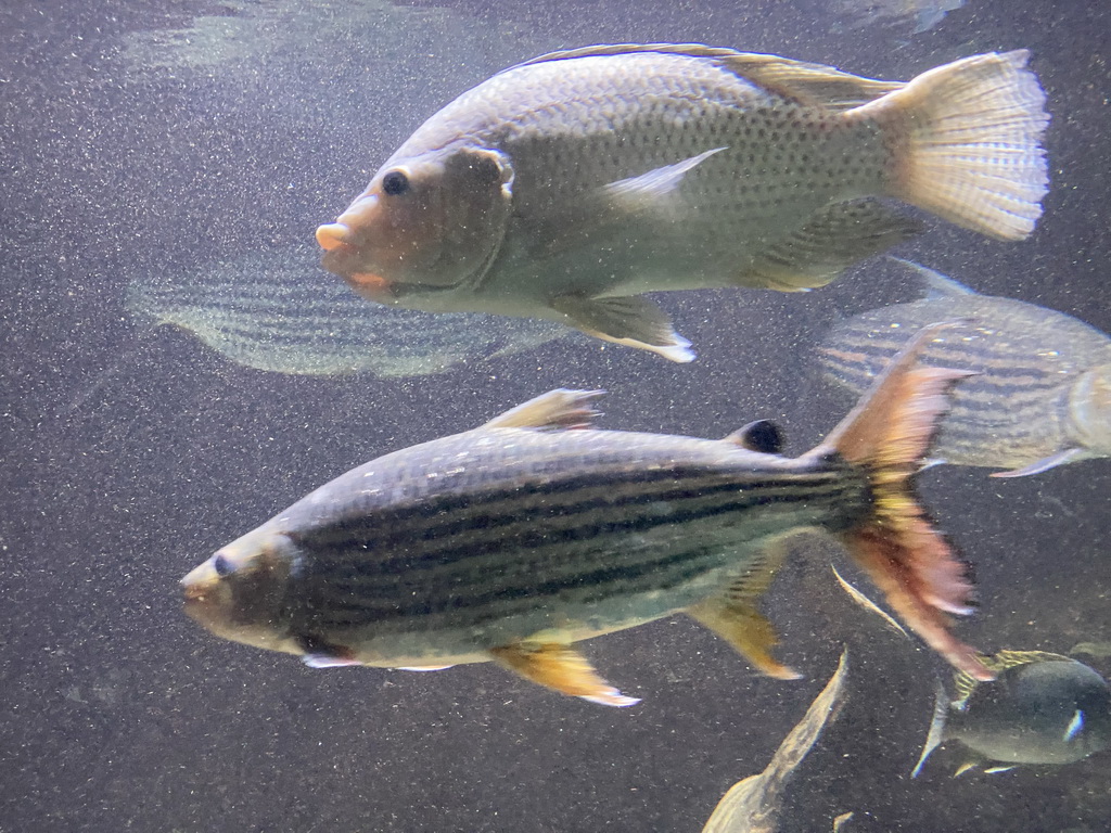 Fishes at the Aquarium of the Antwerp Zoo