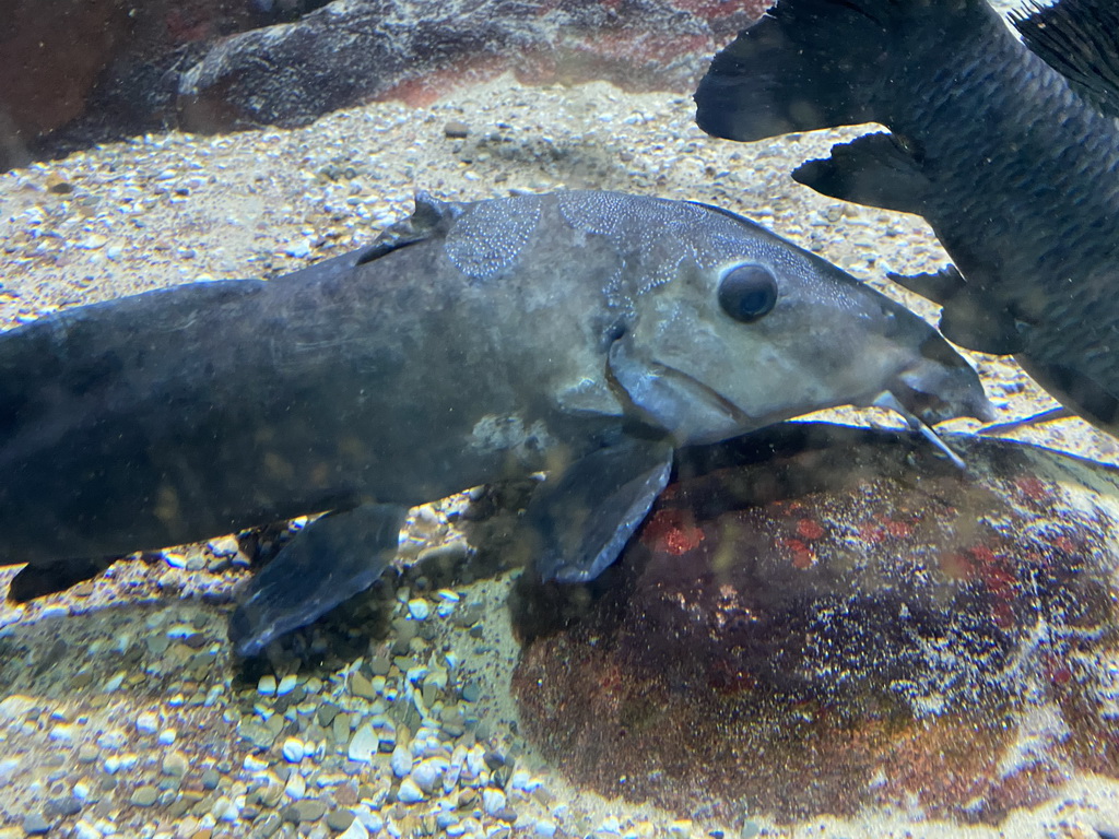 Fishes at the Aquarium of the Antwerp Zoo