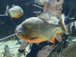 Piranhas at the Aquarium of the Antwerp Zoo