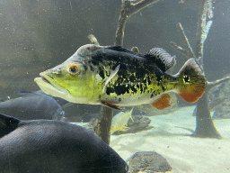 Tambaquis and other fishes at the Aquarium of the Antwerp Zoo