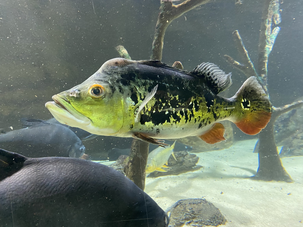 Tambaquis and other fishes at the Aquarium of the Antwerp Zoo