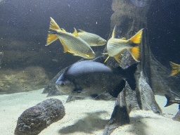 Tambaqui and other fishes at the Aquarium of the Antwerp Zoo
