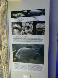 Explanation on the Tukunare Peacock Bass and the Tambaqui at the Aquarium of the Antwerp Zoo