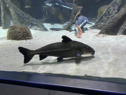 Ripsaw Catfish and Tiger Sorubims at the Aquarium of the Antwerp Zoo