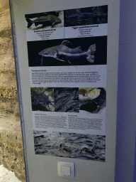 Explanation on the Ripsaw Catfish and Tiger Sorubim at the Aquarium of the Antwerp Zoo
