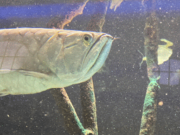 Fish at the Aquarium of the Antwerp Zoo