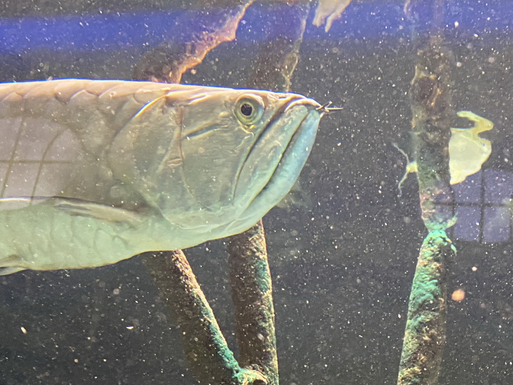 Fish at the Aquarium of the Antwerp Zoo