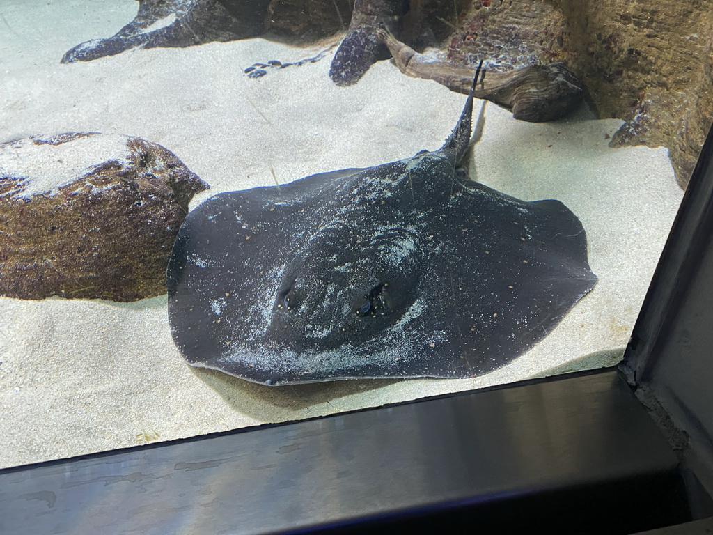 Stingray at the Aquarium of the Antwerp Zoo