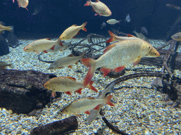 Rudds at the Aquarium of the Antwerp Zoo