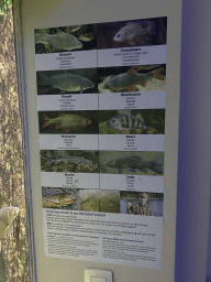Explanation on the Carp Bream, Pumpkinseed, Common Carp, Roach, Rudd, Perch, Sterlet and Tench at the Aquarium of the Antwerp Zoo